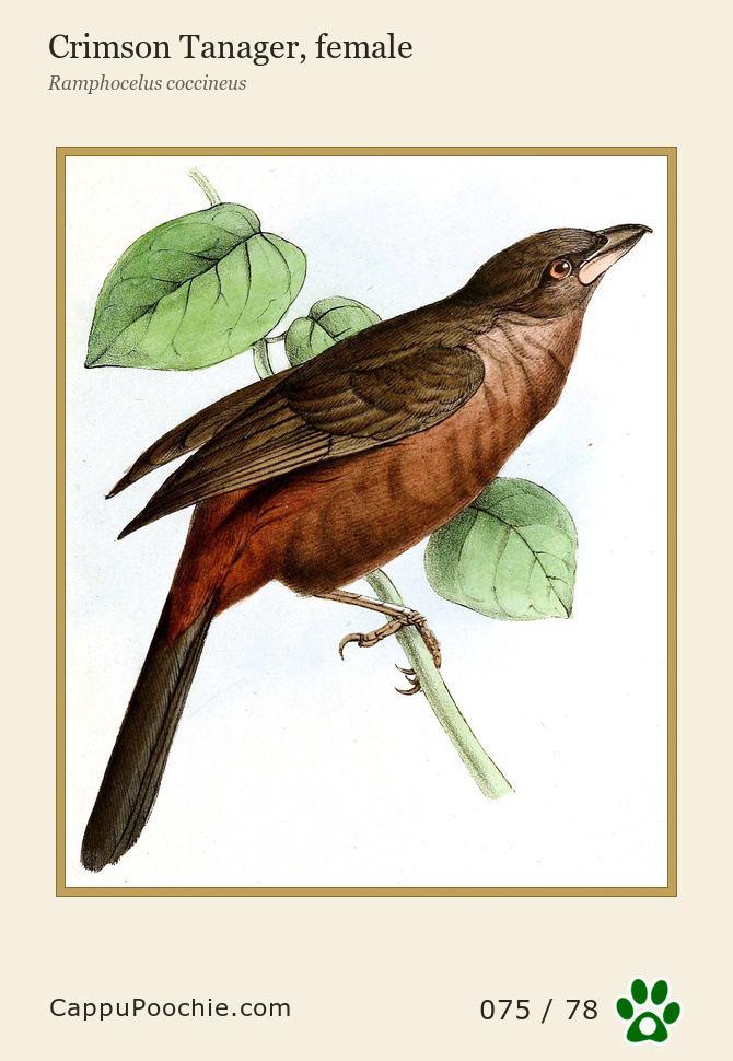 swainson Card 075