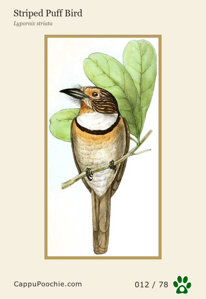 swainson Card 012