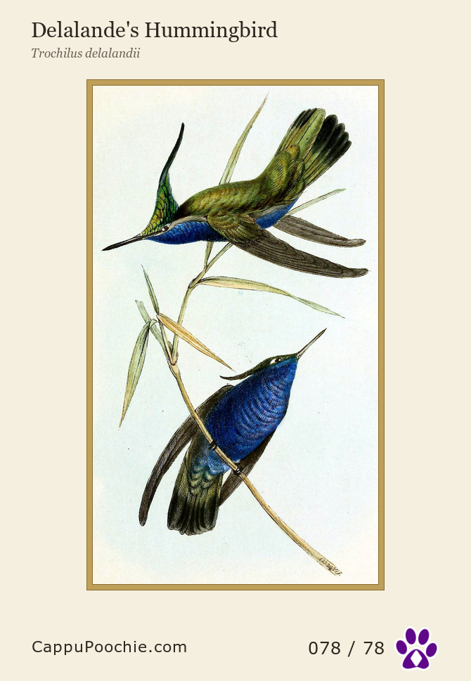 swainson Card 078