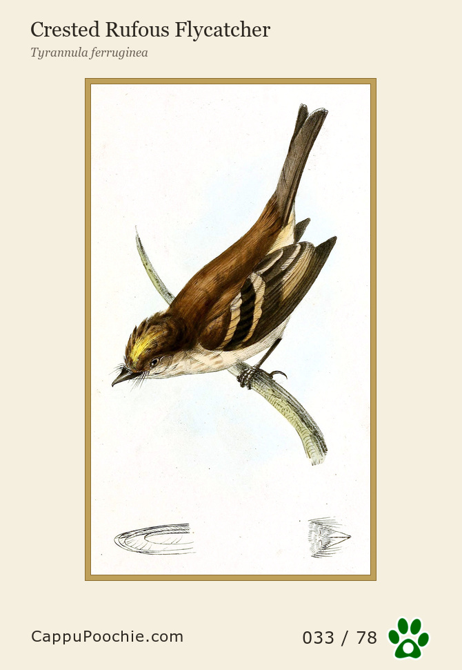 swainson Card 033