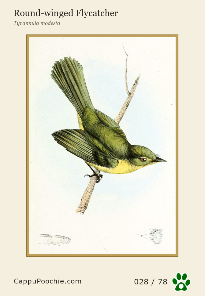swainson Card 028