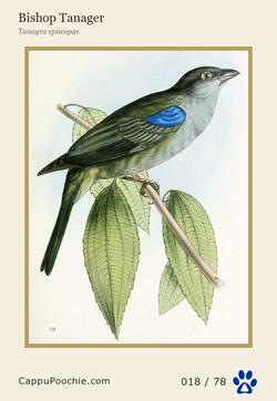 swainson Card 018