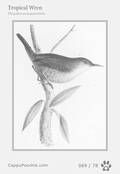 swainson Card 069