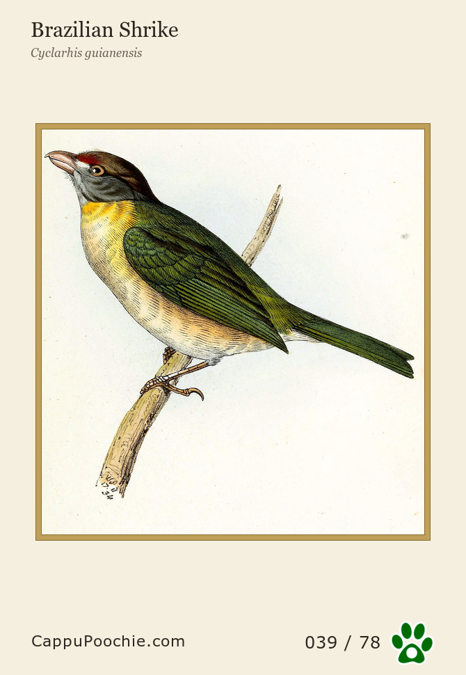 swainson Card 039