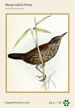 swainson Card 011