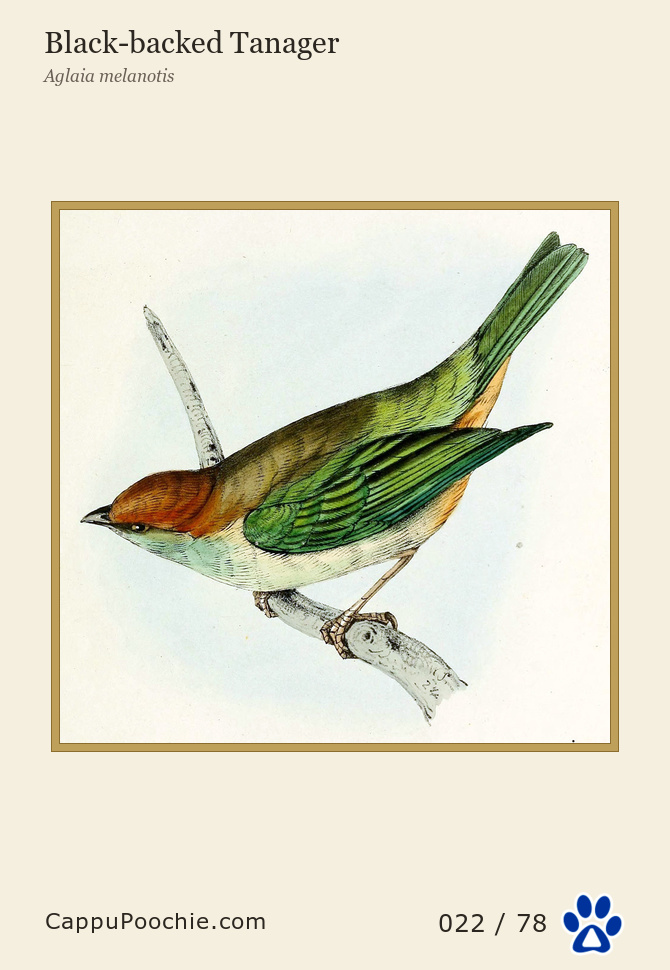 swainson Card 022