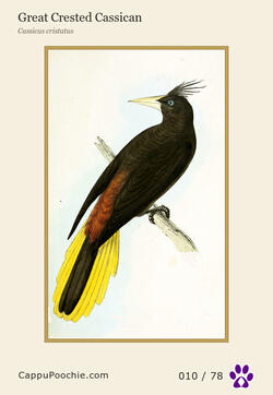 swainson Card 010
