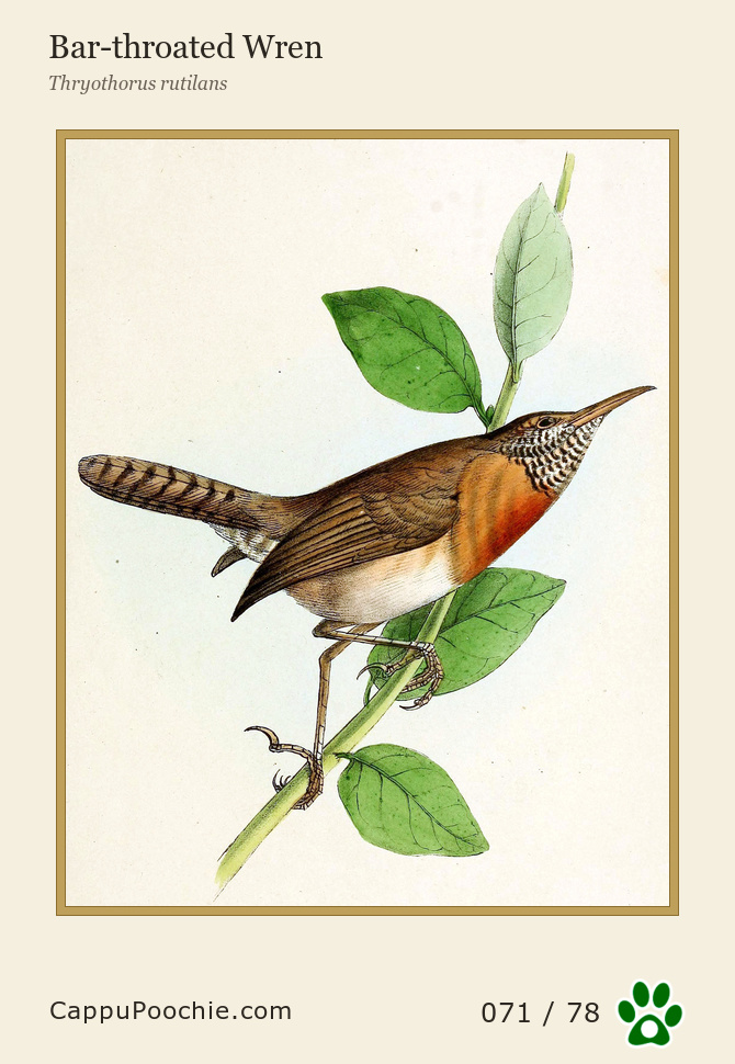 swainson Card 071