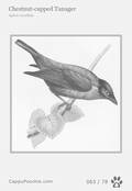 swainson Card 063