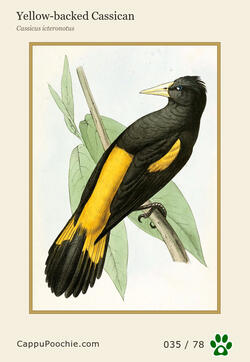 swainson Card 035