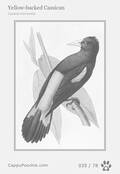 swainson Card 035