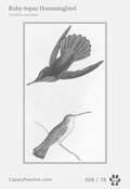 swainson Card 008