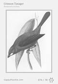 swainson Card 074