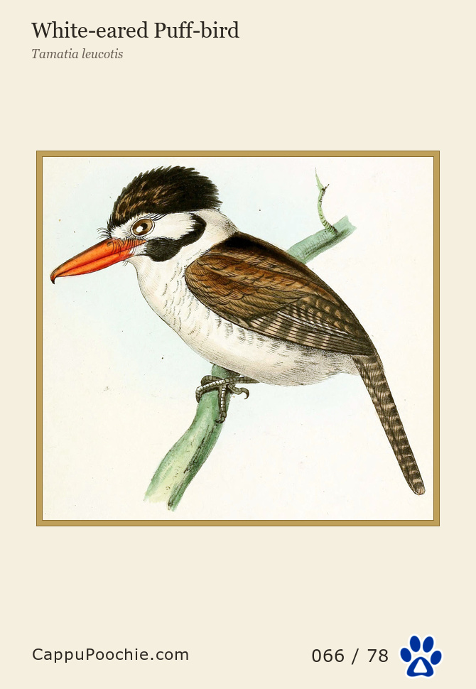 swainson Card 066