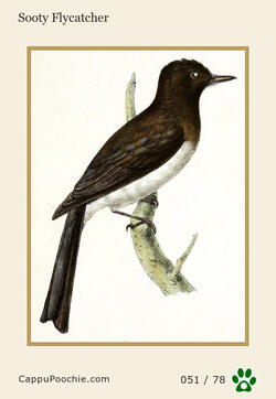 swainson Card 051