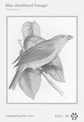 swainson Card 016