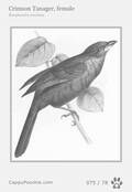 swainson Card 075