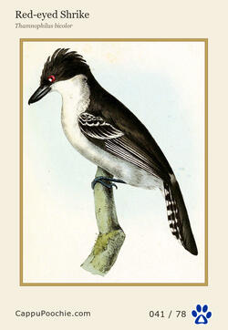 swainson Card 041