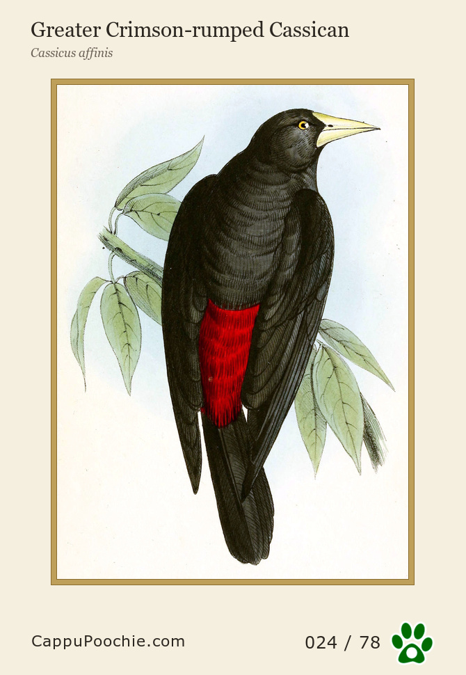 swainson Card 024