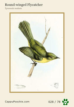 swainson Card 028