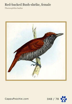 swainson Card 048