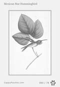 swainson Card 060