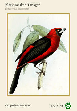 swainson Card 073