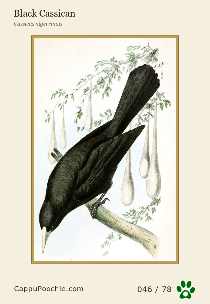 swainson Card 046