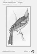 swainson Card 021