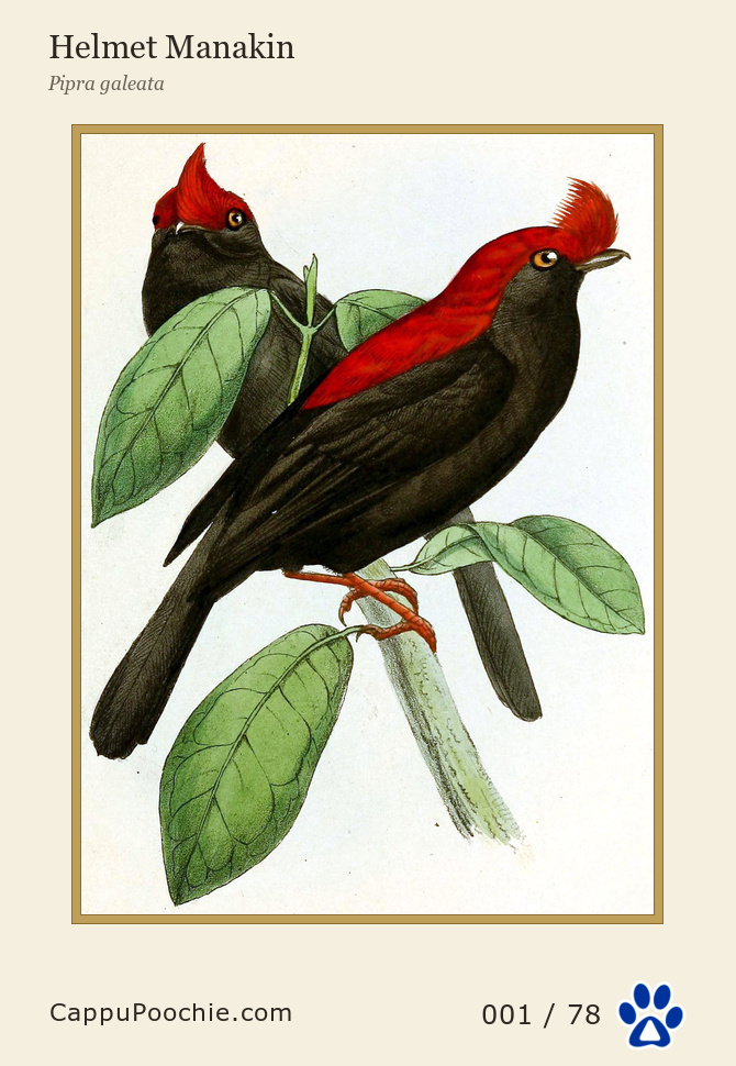 swainson Card 001