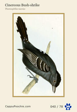 swainson Card 040
