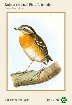 swainson Card 050