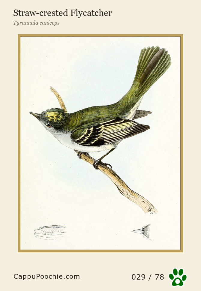 swainson Card 029