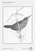 swainson Card 011