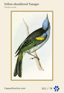 swainson Card 021