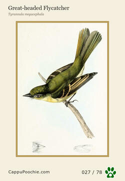 swainson Card 027