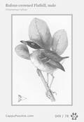 swainson Card 049
