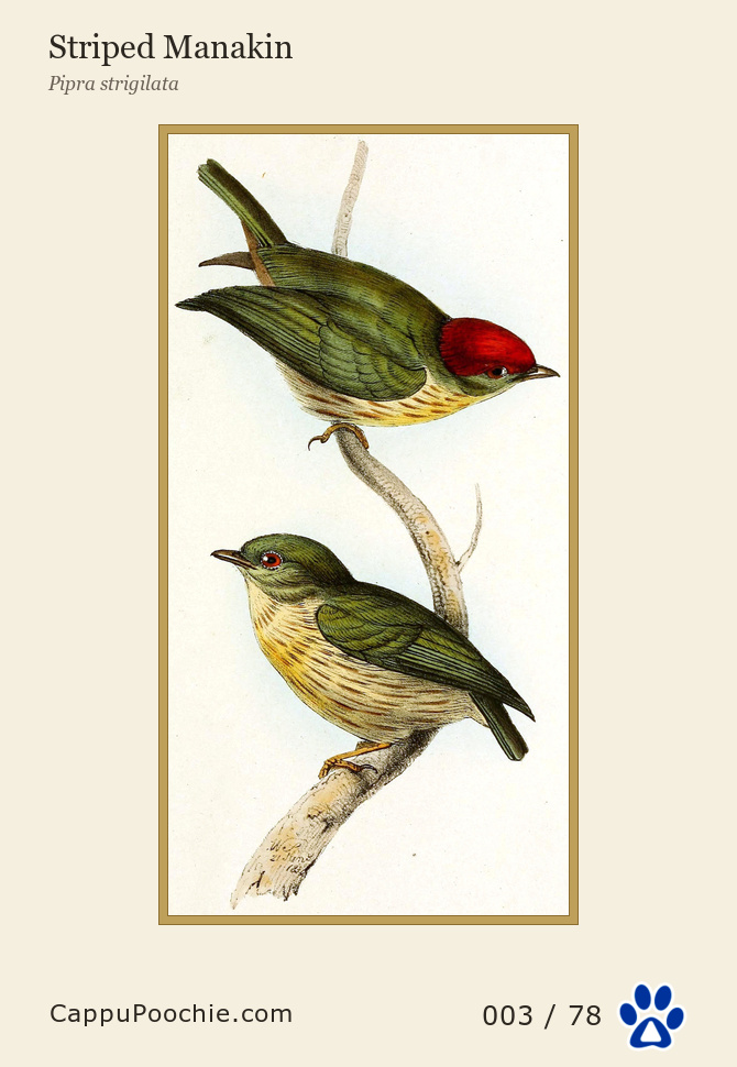 swainson Card 003