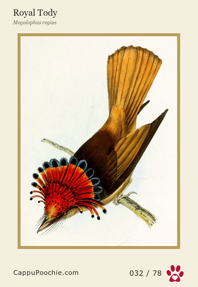 swainson Card 032