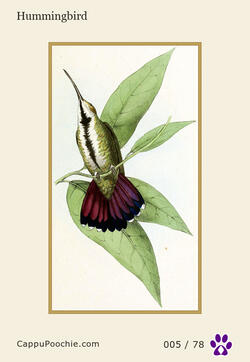 swainson Card 005