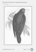 swainson Card 024