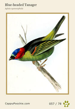 swainson Card 057