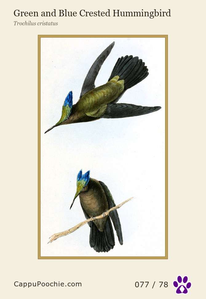 swainson Card 077