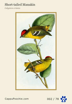 swainson Card 002
