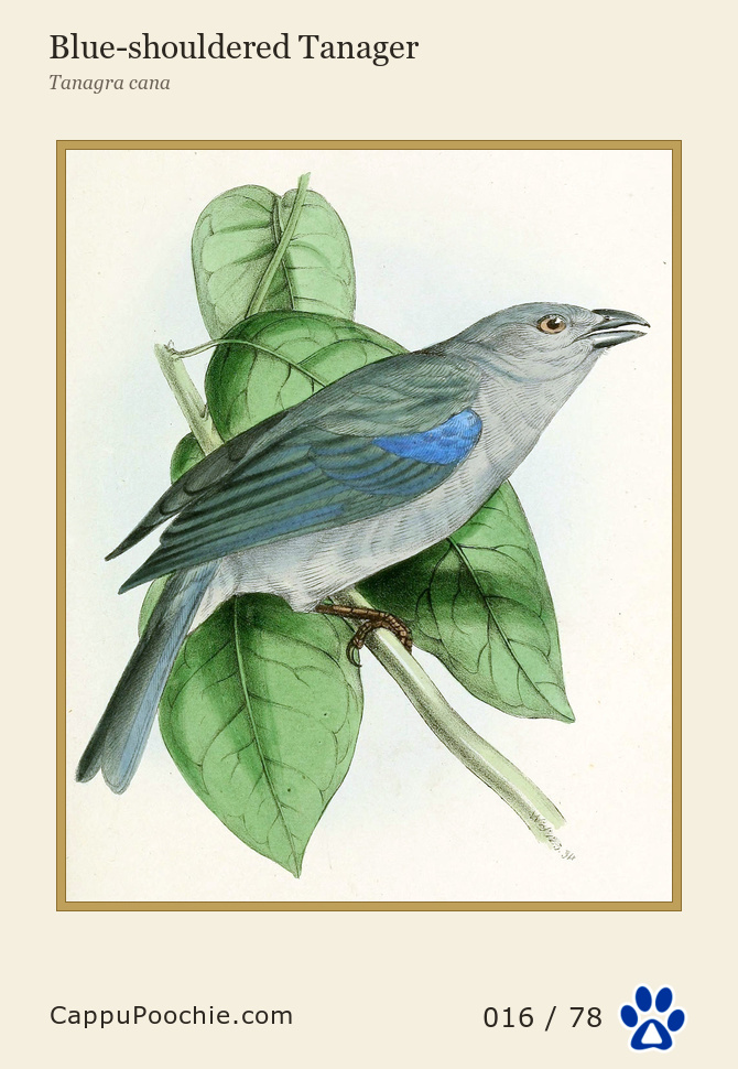 swainson Card 016