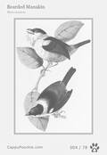 swainson Card 004