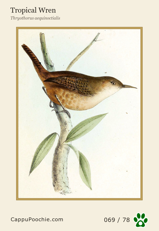 swainson Card 069