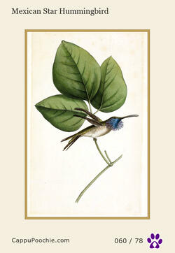 swainson Card 060