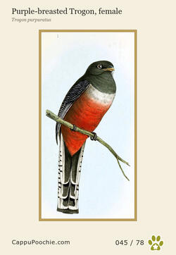swainson Card 045