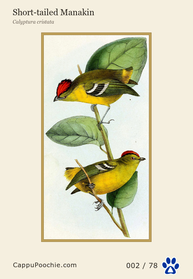 swainson Card 002